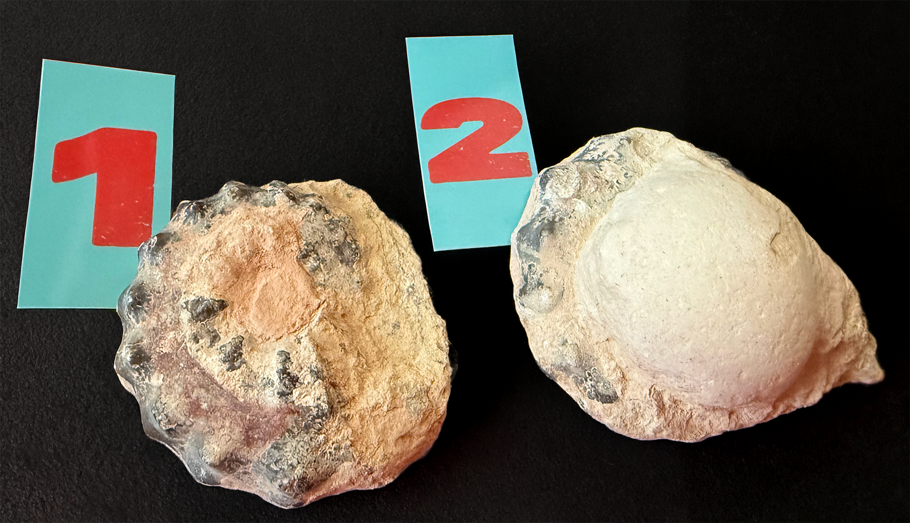 Ammonite- Polished Pairs & Single Fossils from Morocco