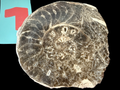 Ammonite- Polished Pairs & Single Fossils from Morocco