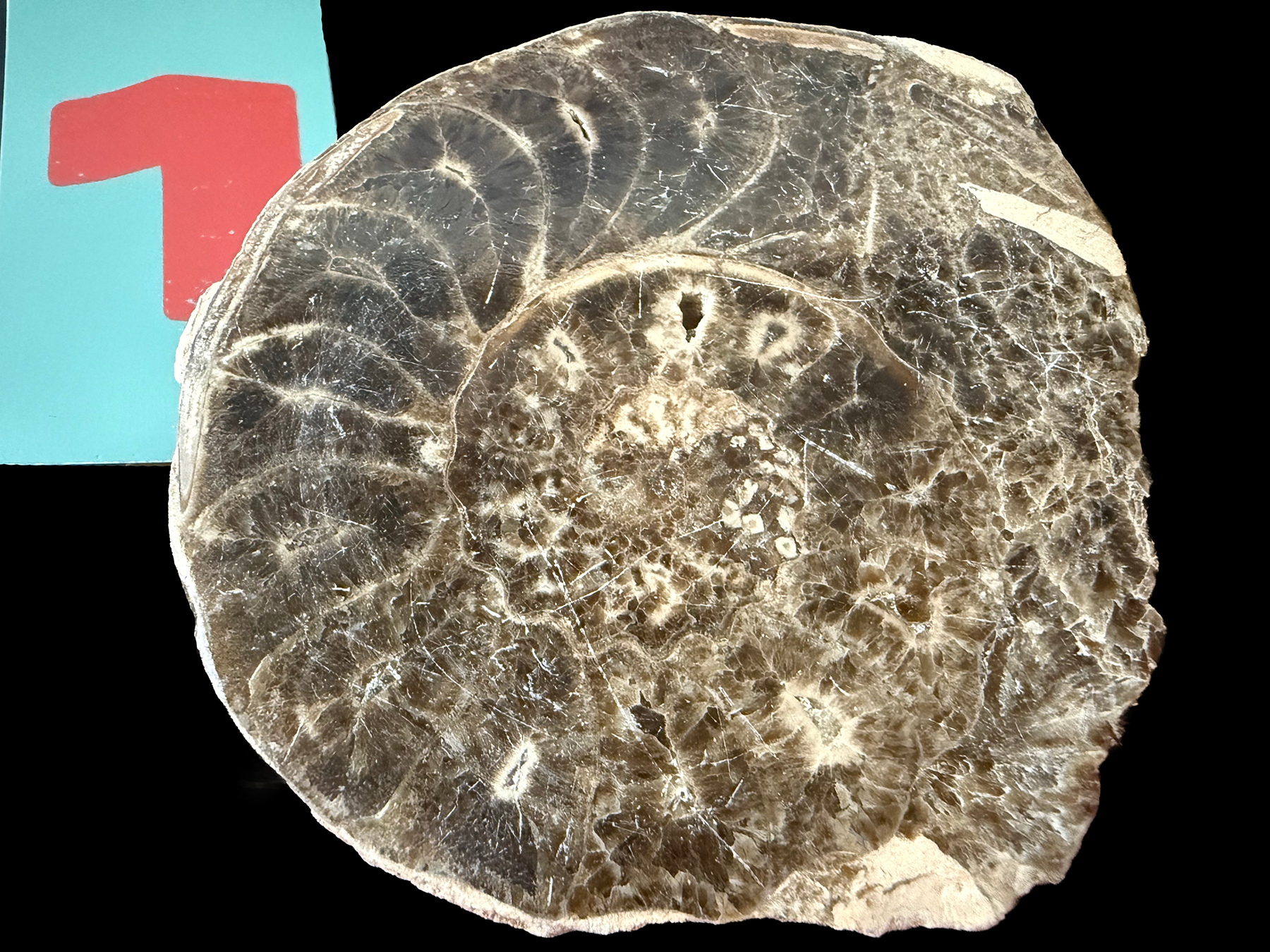 Ammonite- Polished Pairs & Single Fossils from Morocco
