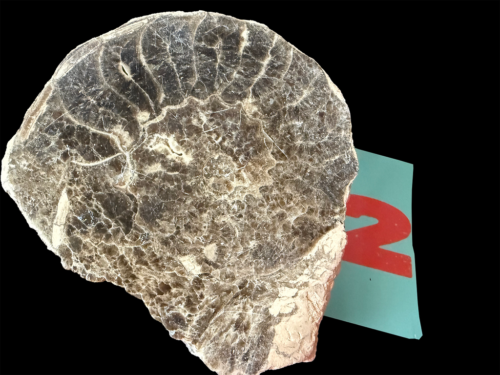 Ammonite- Polished Pairs & Single Fossils from Morocco
