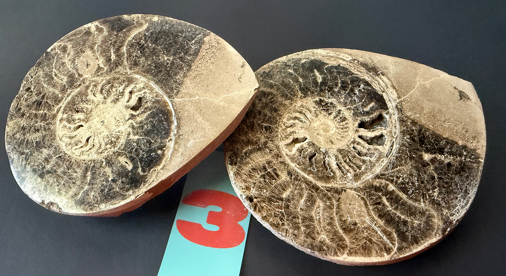 Ammonite- Polished Pairs & Single Fossils from Morocco