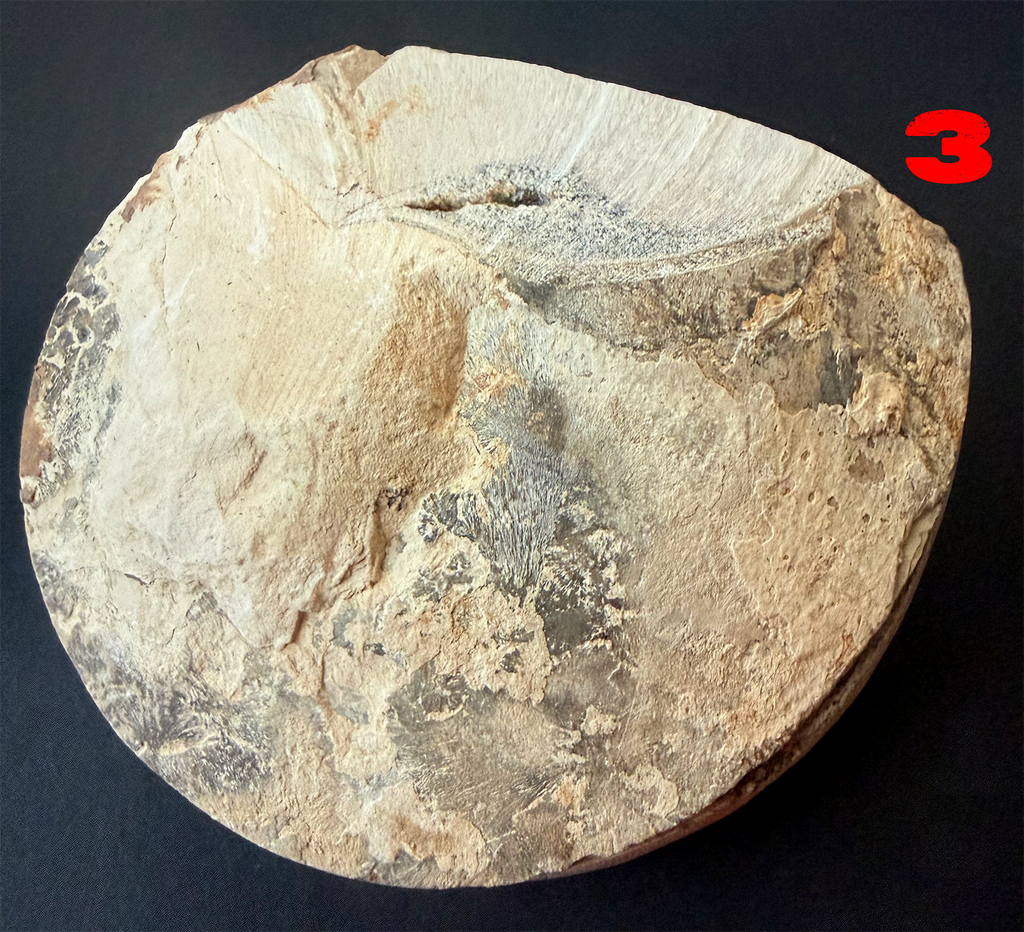 Ammonite- Polished Pairs & Single Fossils from Morocco
