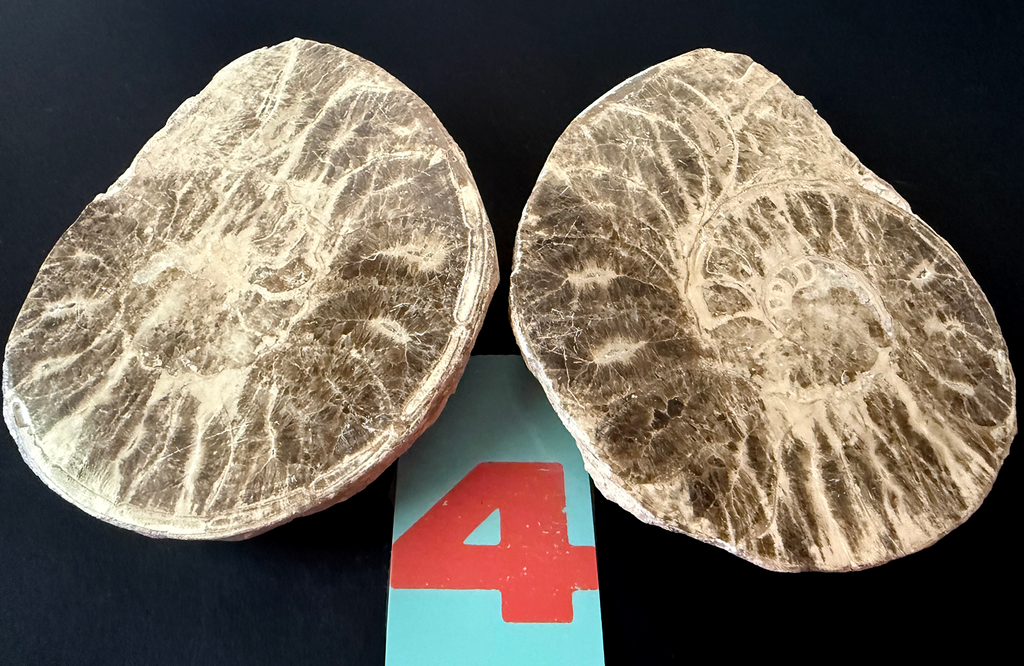Ammonite- Polished Pairs & Single Fossils from Morocco