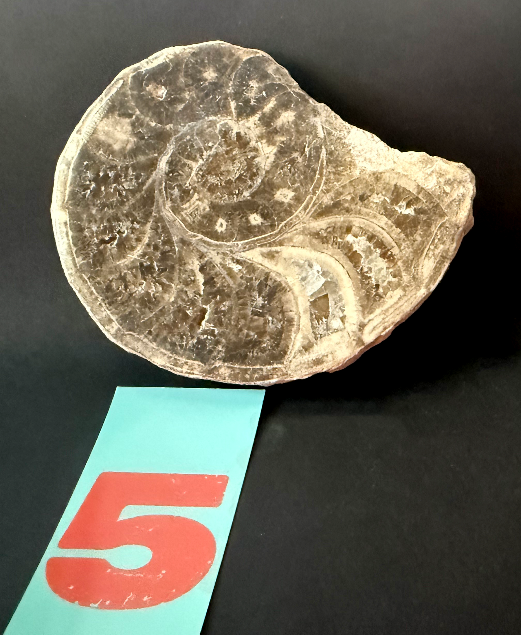 Ammonite- Polished Pairs & Single Fossils from Morocco