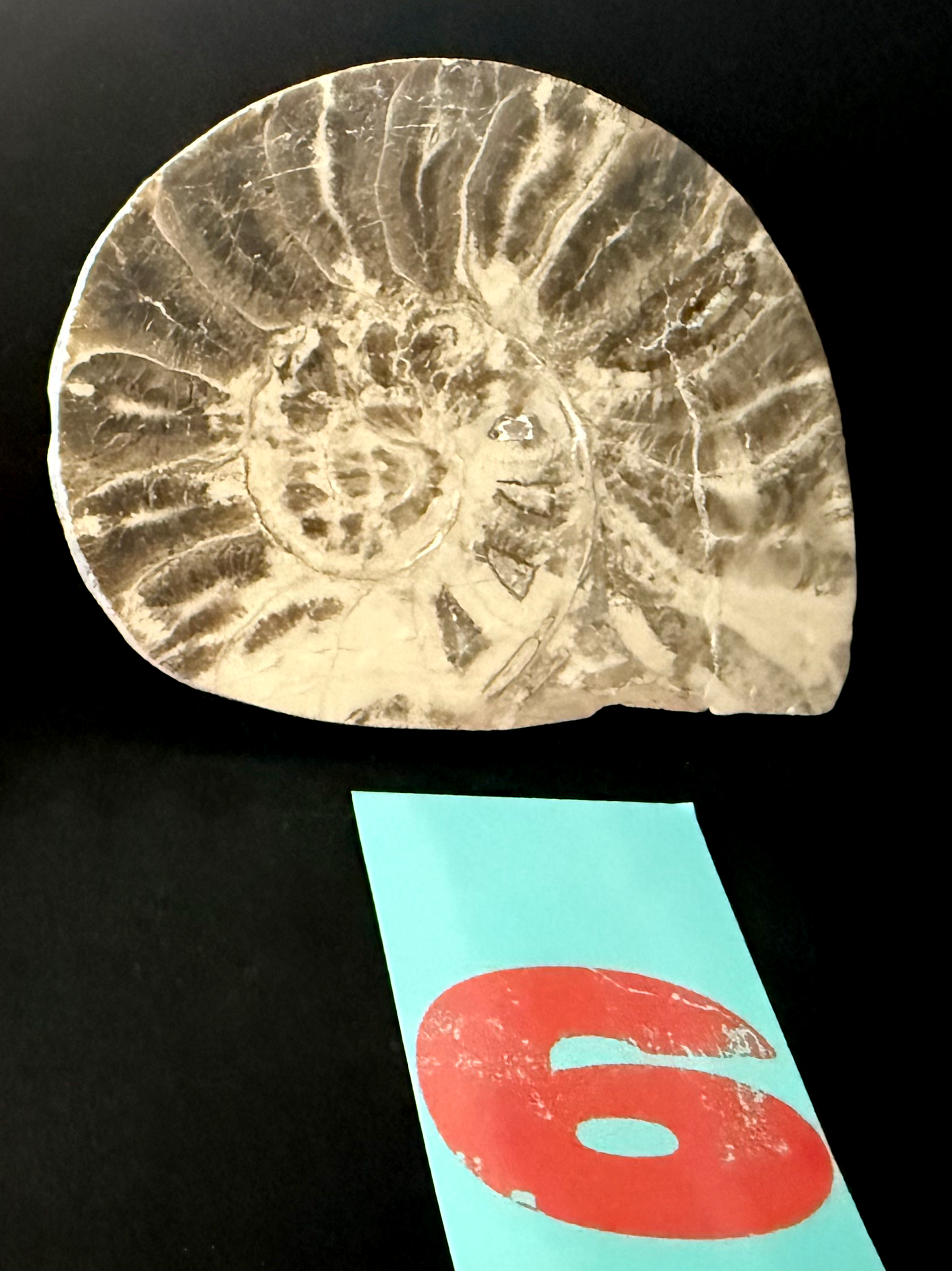 Ammonite- Polished Pairs & Single Fossils from Morocco