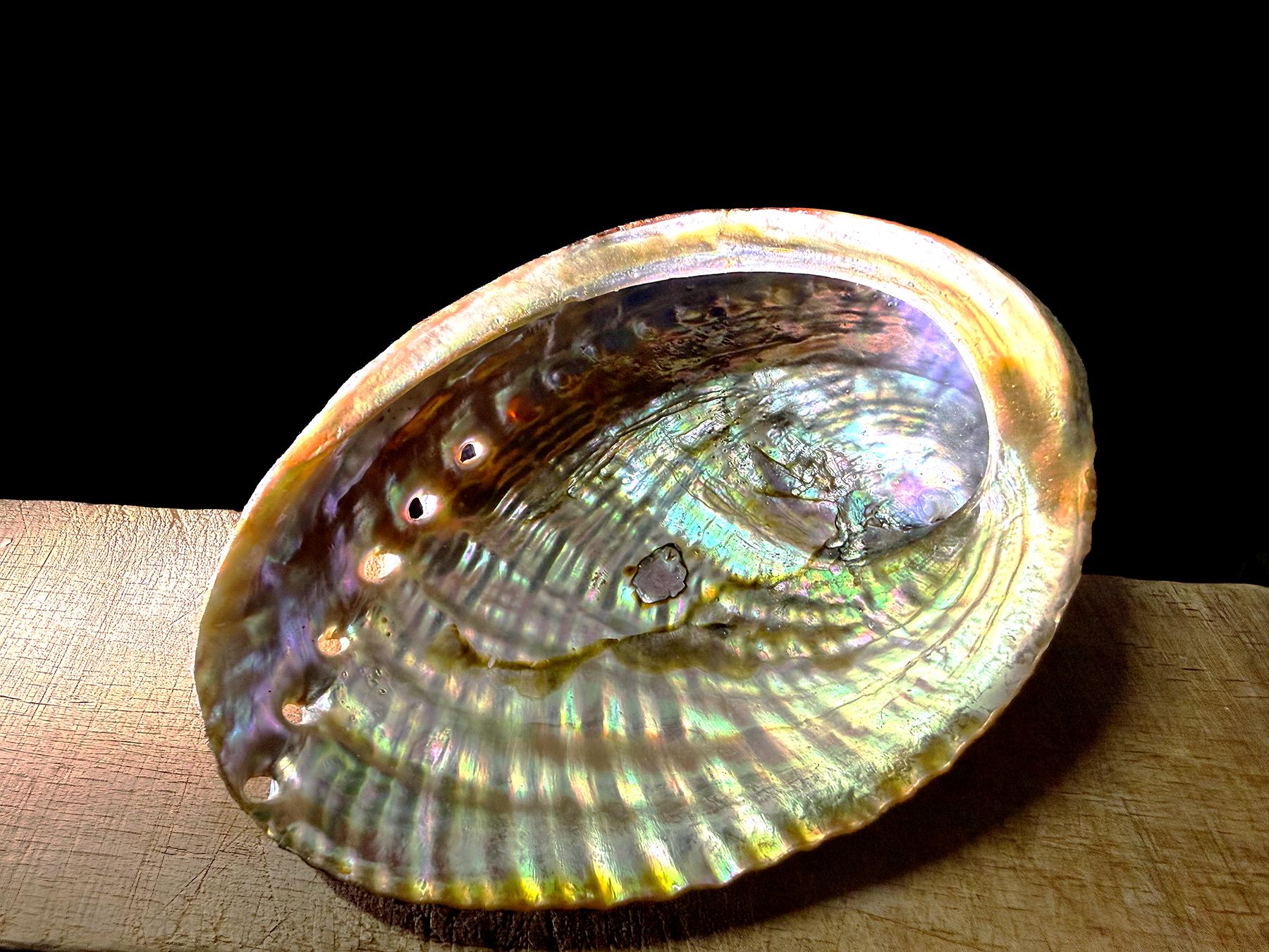 Small, natural iridescent abalone shell 4.5 x 3.5 x 1” for cleansing