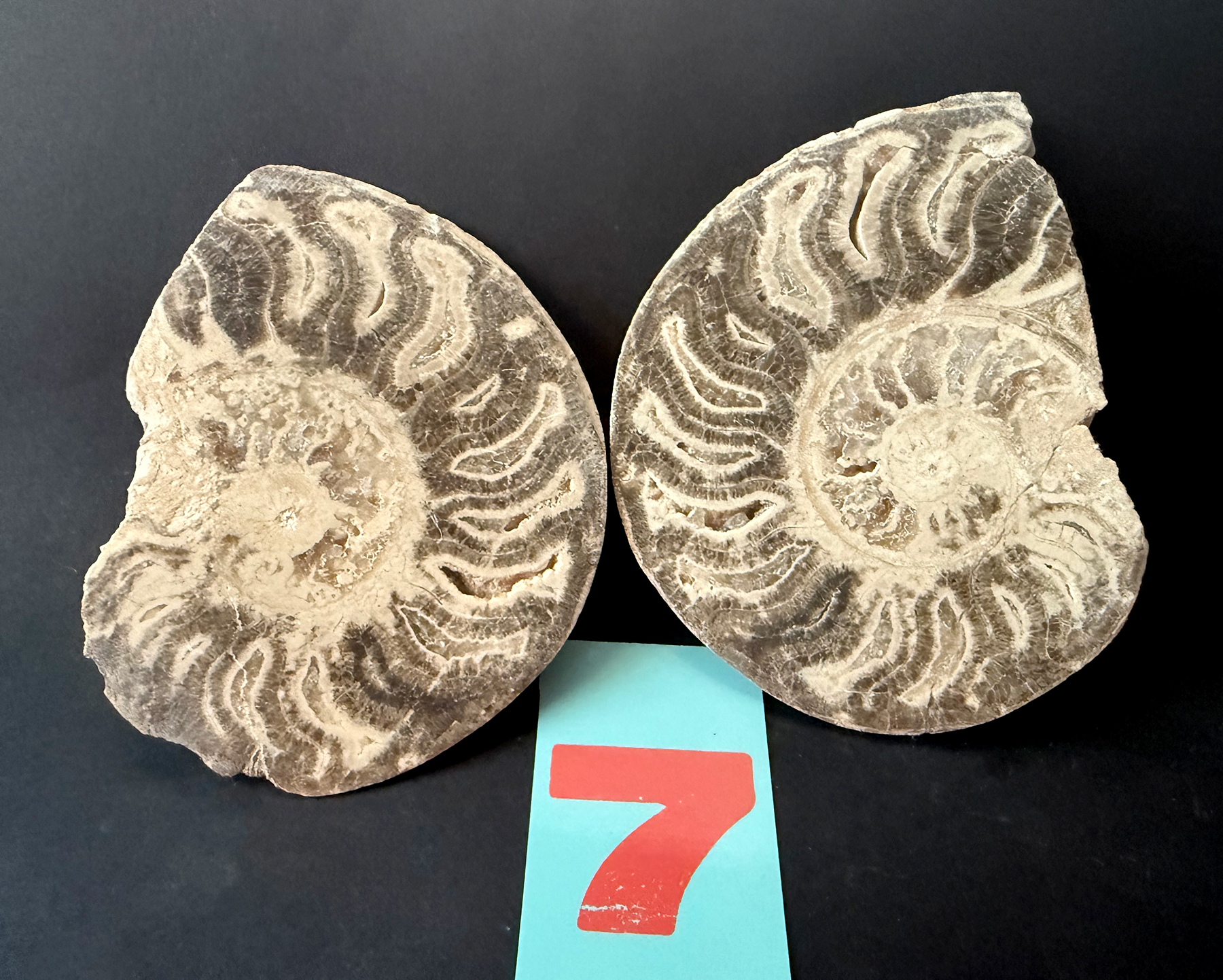 Ammonite- Polished Pairs & Single Fossils from Morocco