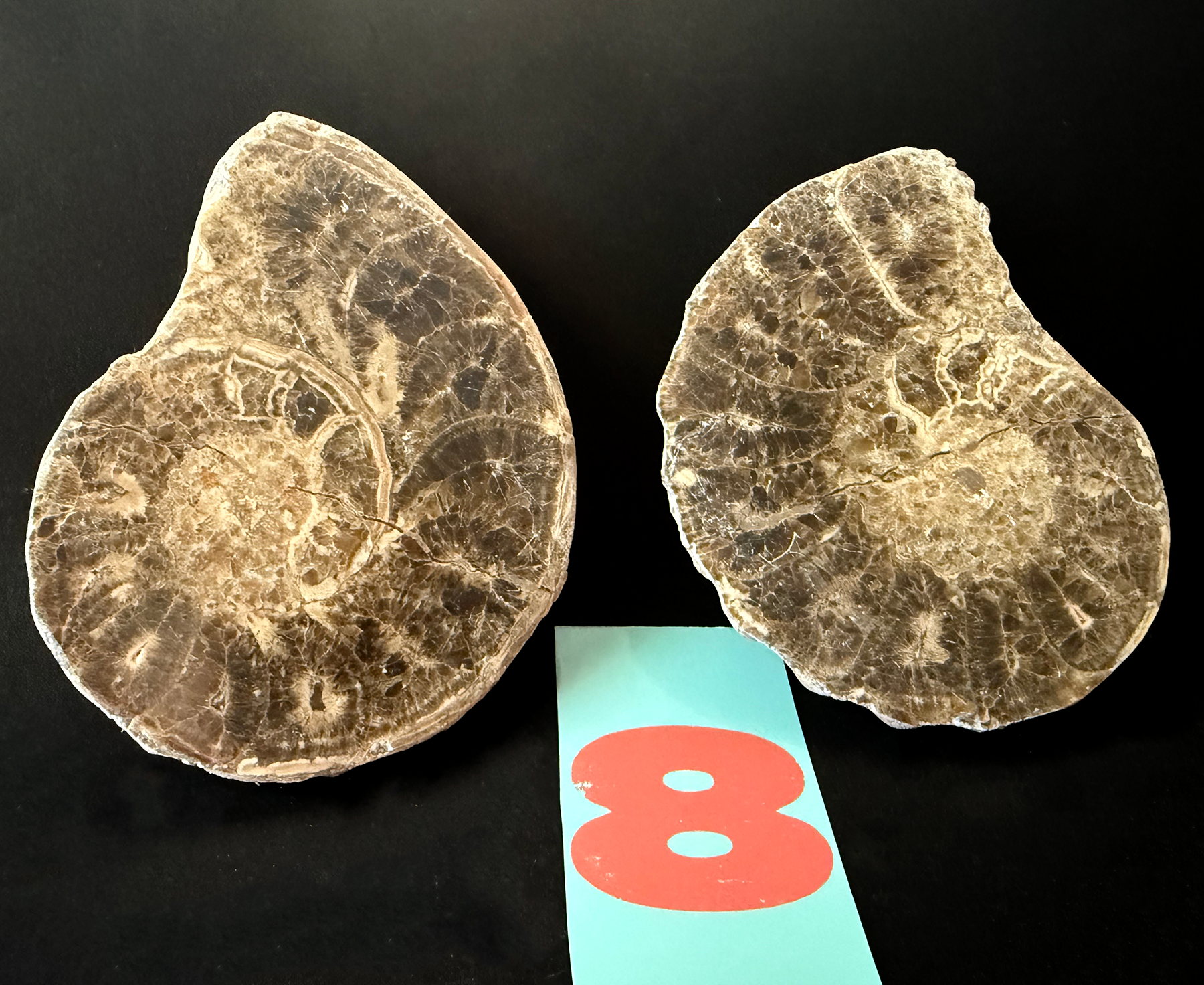 Ammonite- Polished Pairs & Single Fossils from Morocco