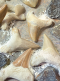 Megalodon Fossilized Teeth