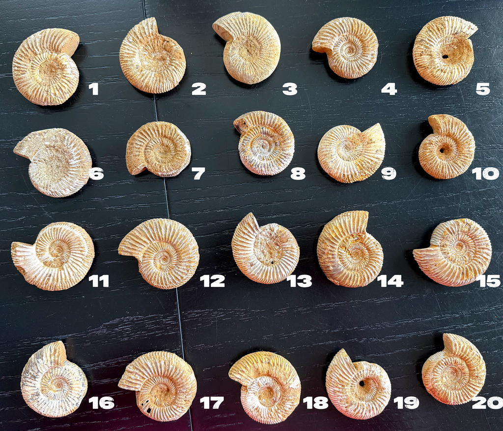 Ammonite from Morocco