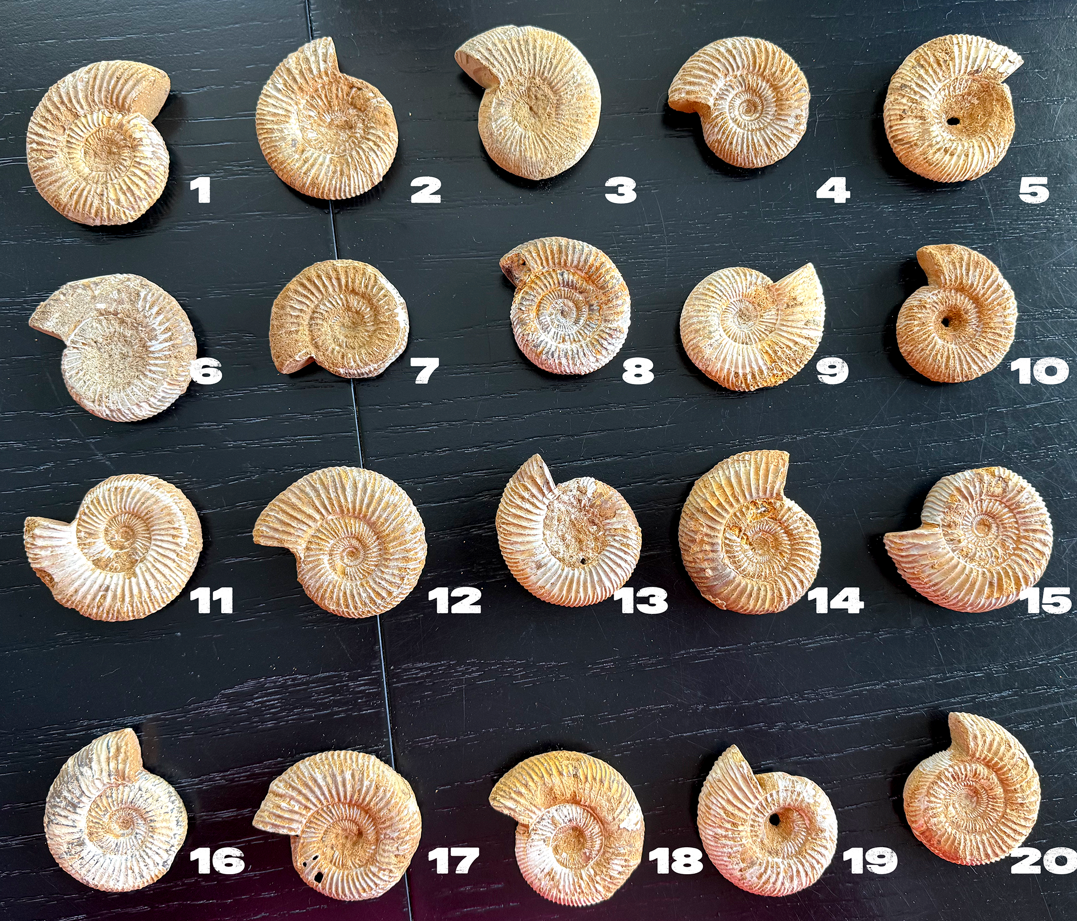 Ammonite from Morocco