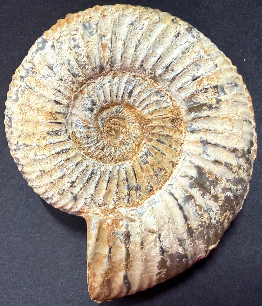 Ammonite from Morocco