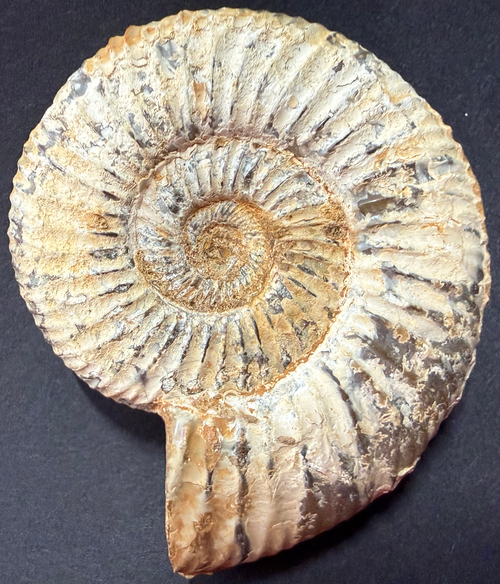 Ammonite from Morocco
