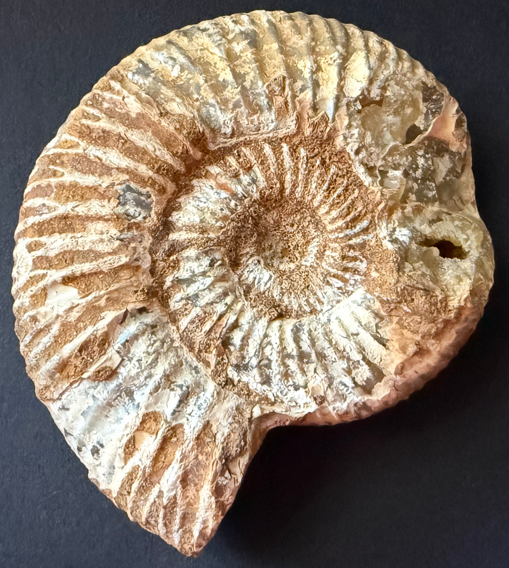 Ammonite from Morocco
