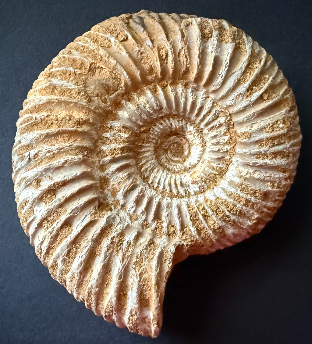 Ammonite from Morocco