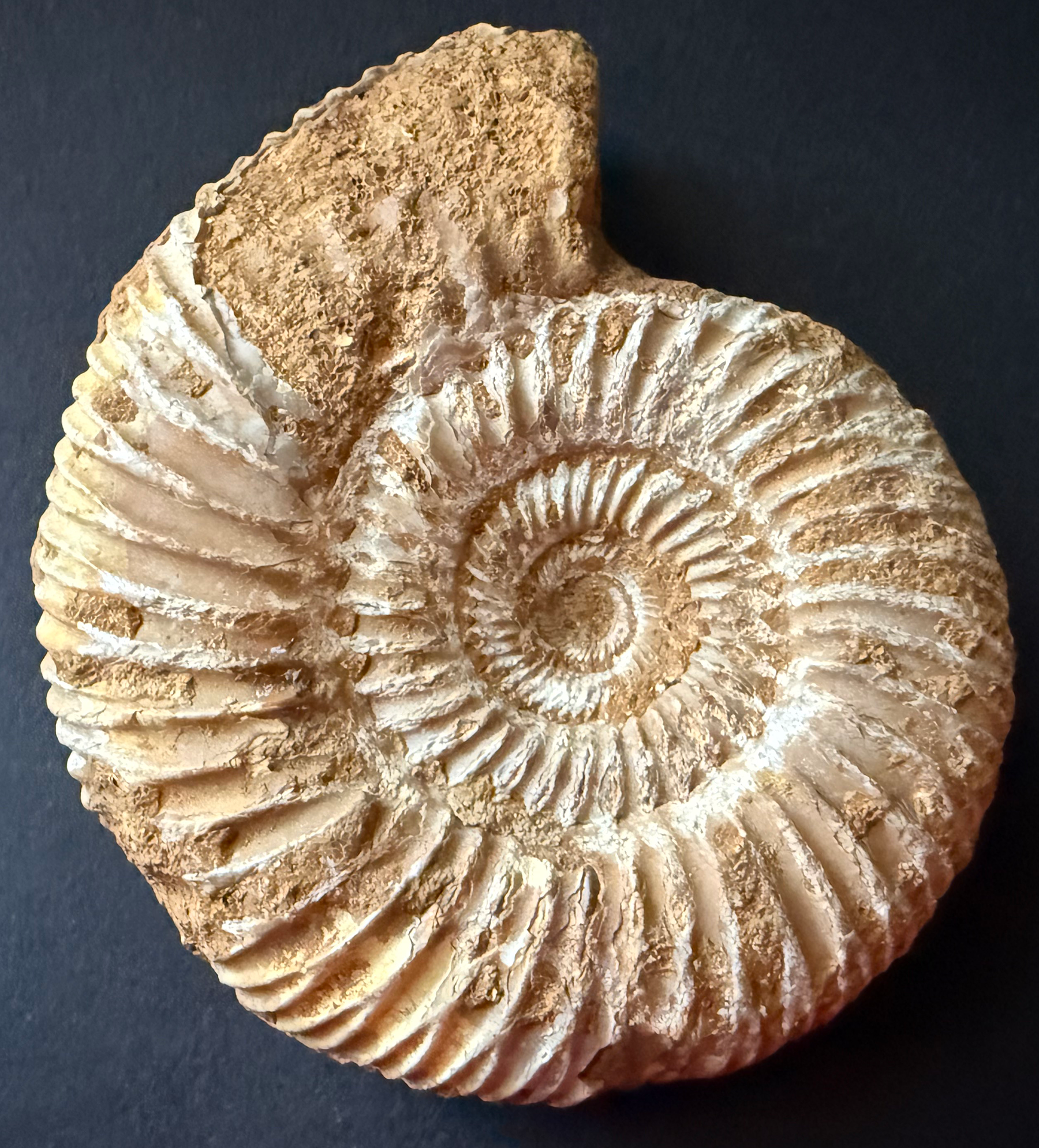 Ammonite from Morocco
