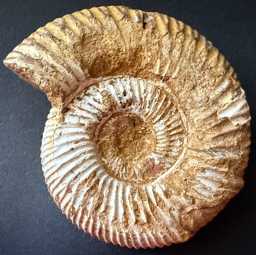 Ammonite from Morocco
