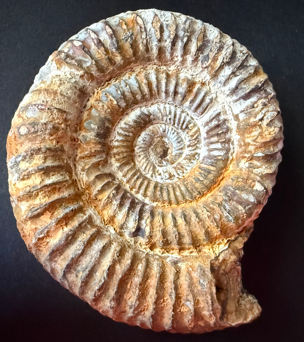 Ammonite from Morocco