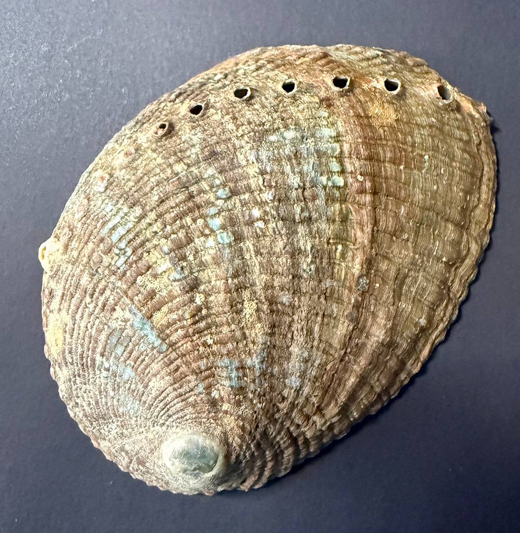 Abalone Shell & Wood Tripod Stand Natural Smudge Bowls