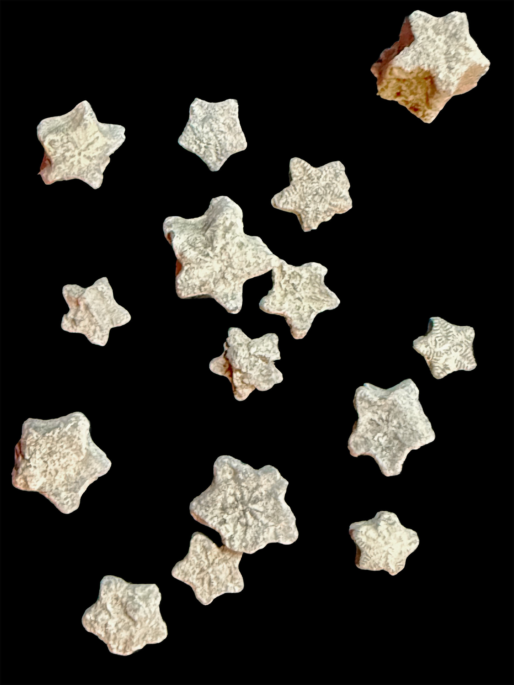 Crinoids - A Jar of Shooting Stars! 5ml jars