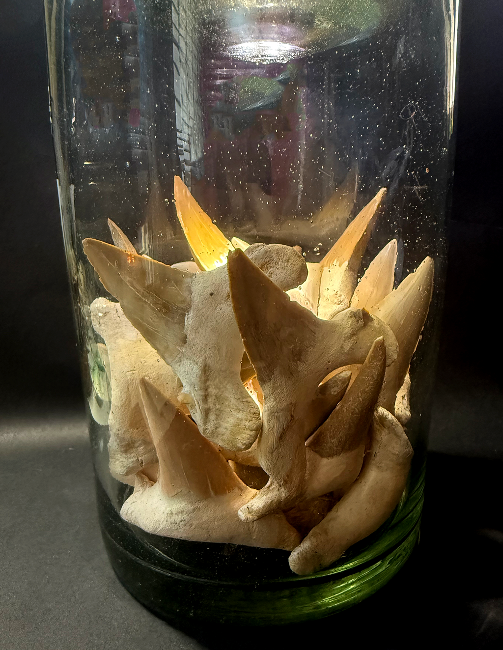 Megalodon Fossilized Teeth