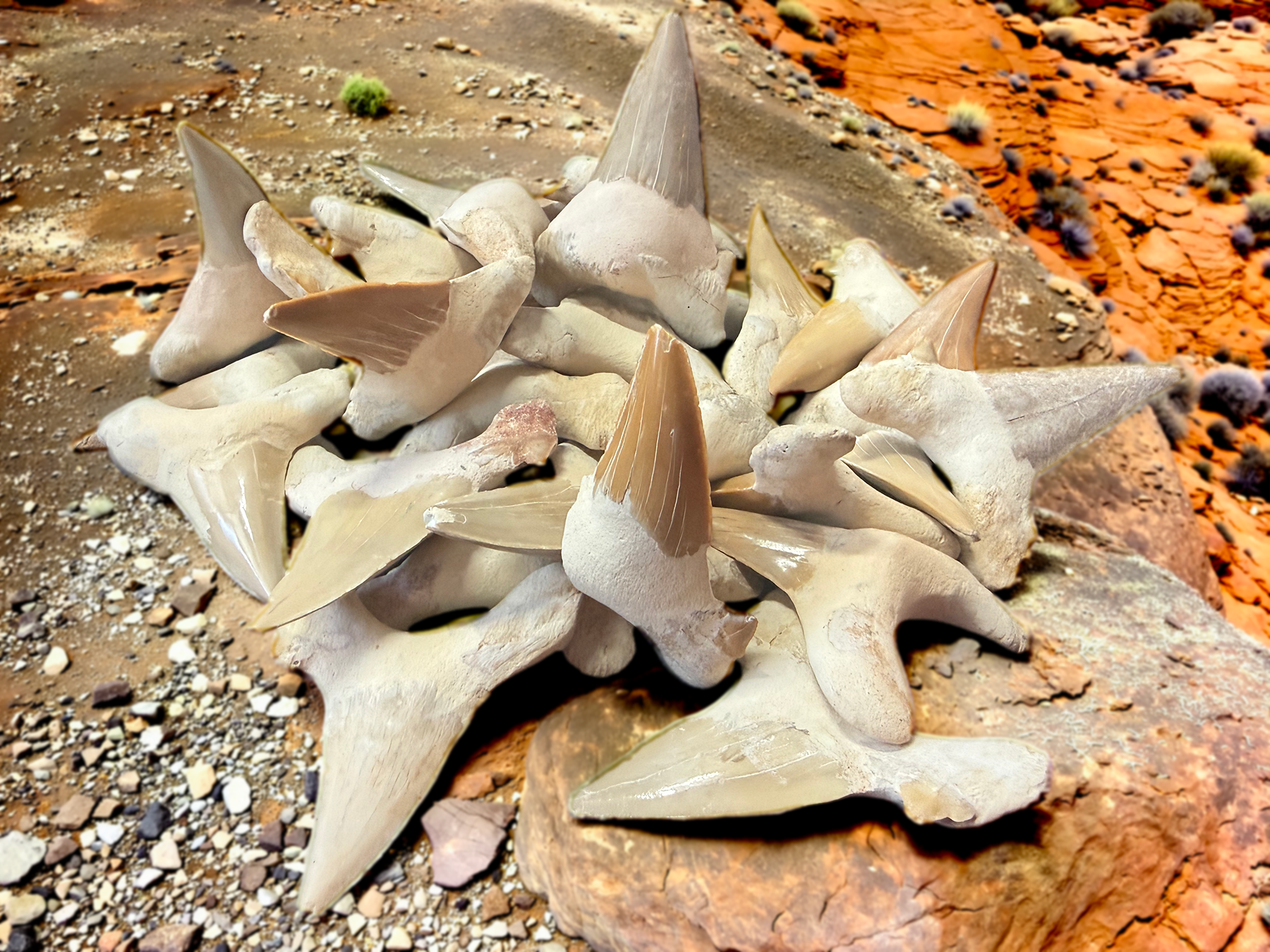 Megalodon Fossilized Teeth