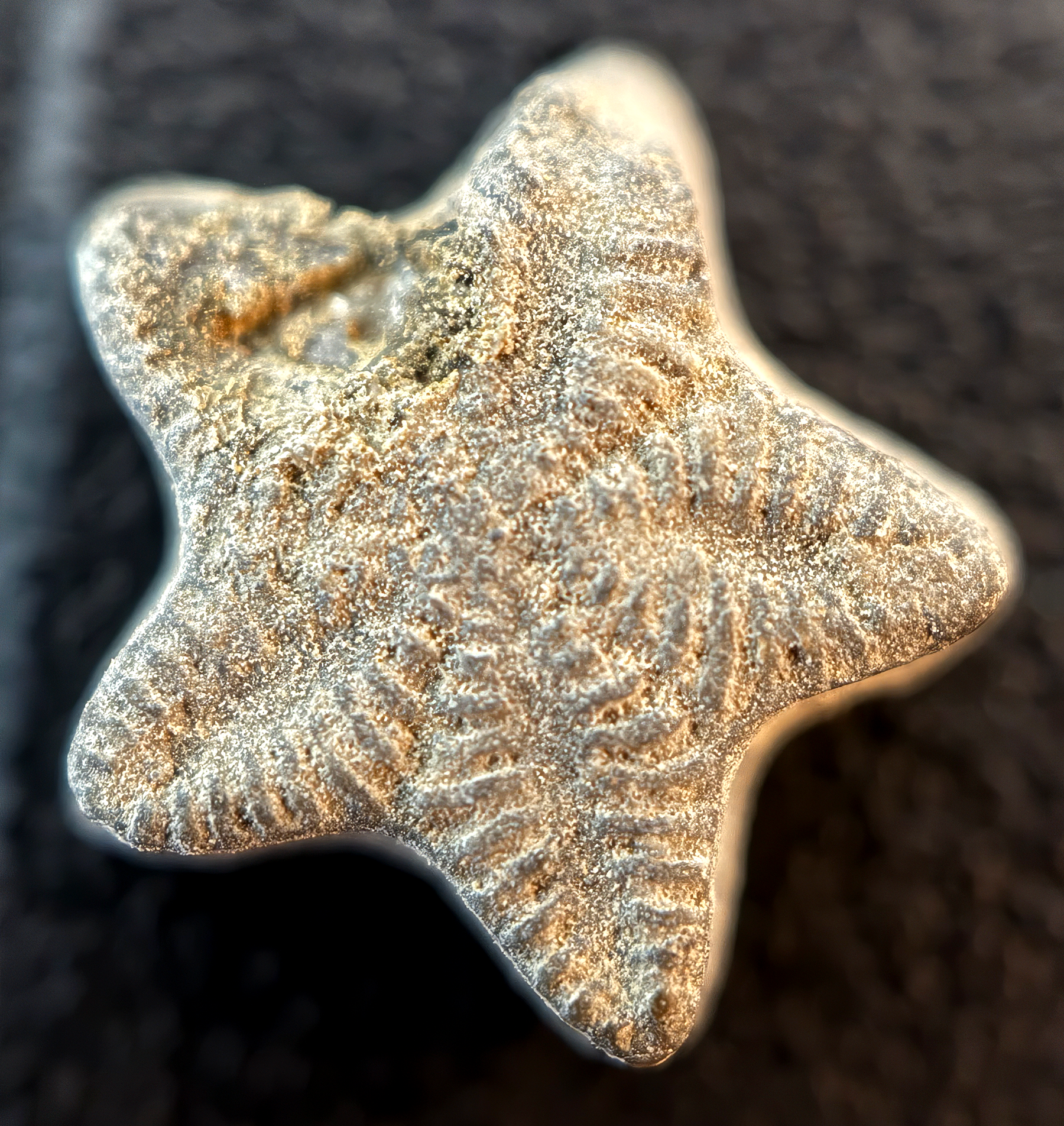 Crinoids - A Jar of Shooting Stars! 5ml jars