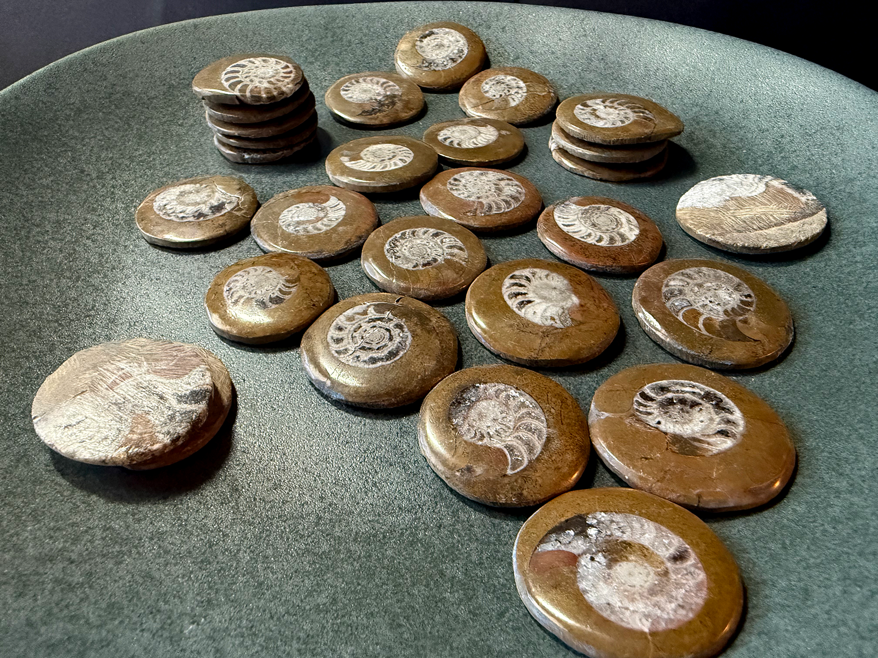 Ammonite Fossils - Polished Mini-discs from Morocco
