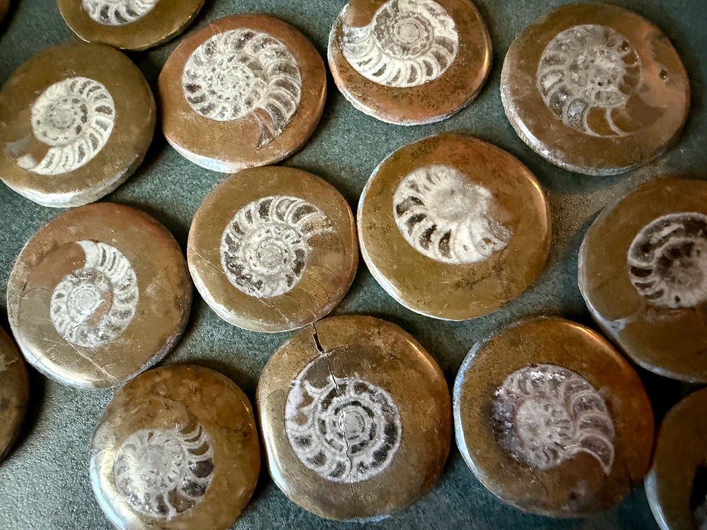 Ammonite Fossils - Polished Mini-discs from Morocco