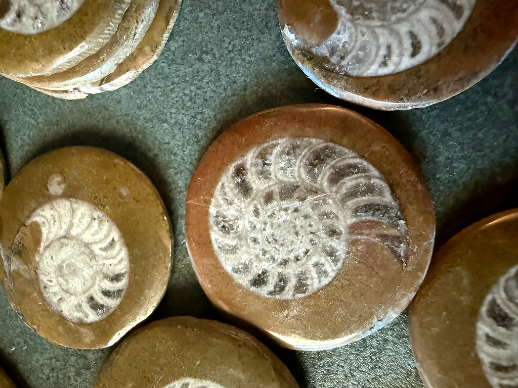 Ammonite Fossils - Polished Mini-discs from Morocco