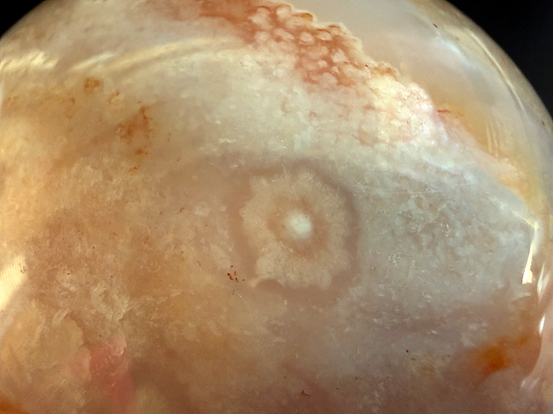 Carnelian Flower Agate Sphere