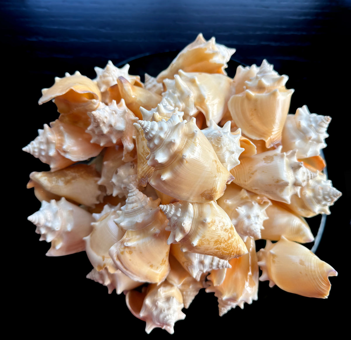Small Conch Shells