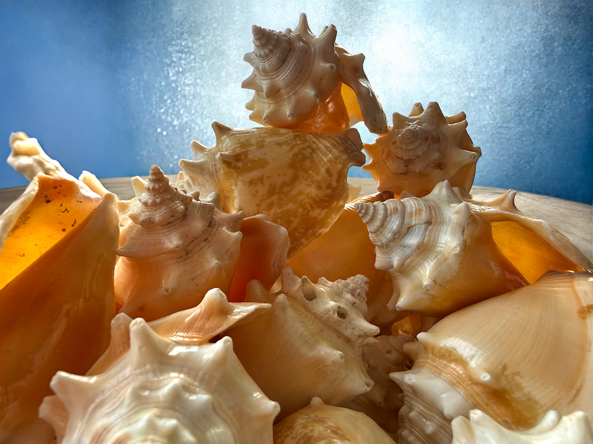 Small Conch Shells