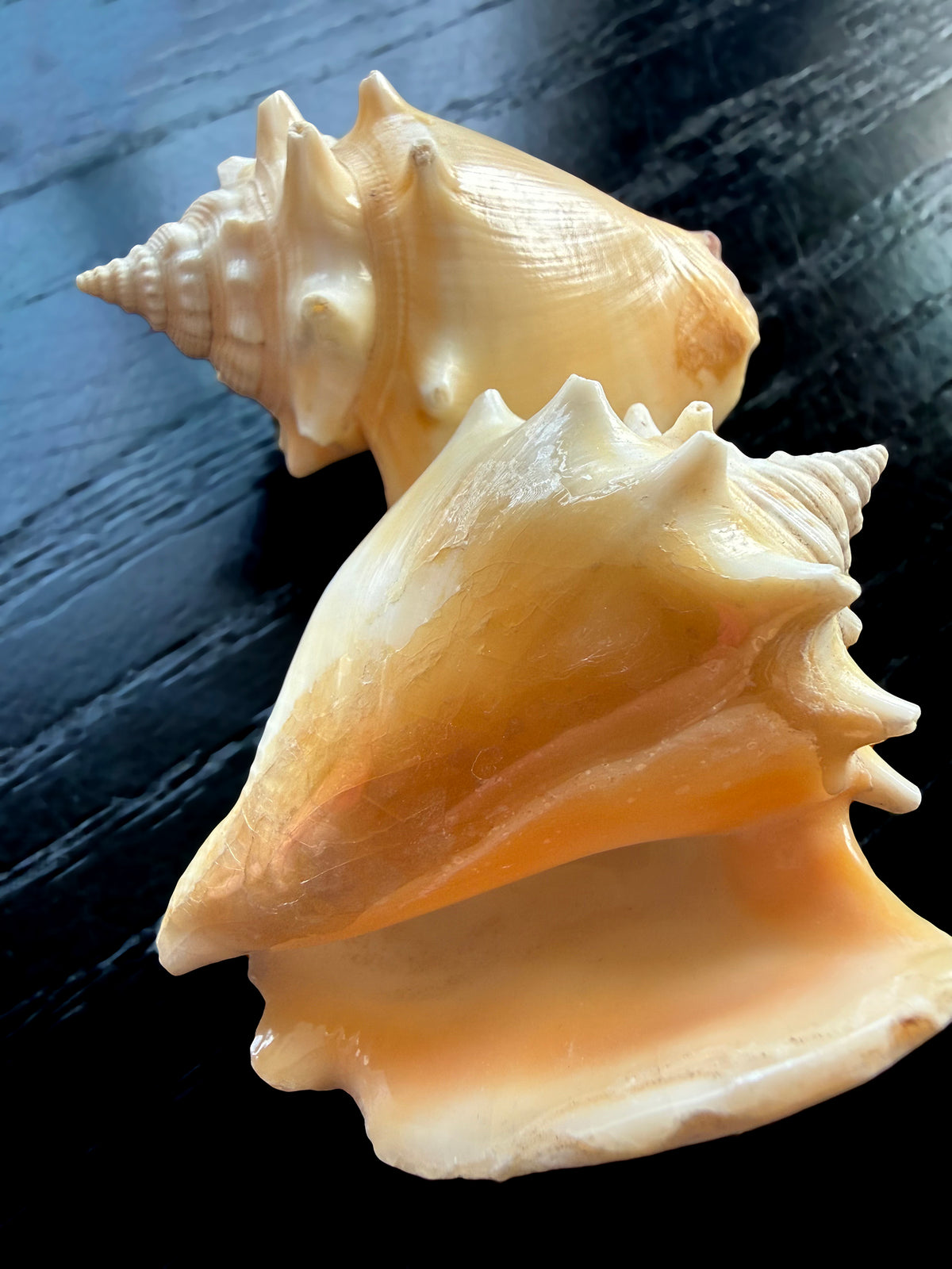 Small Conch Shells
