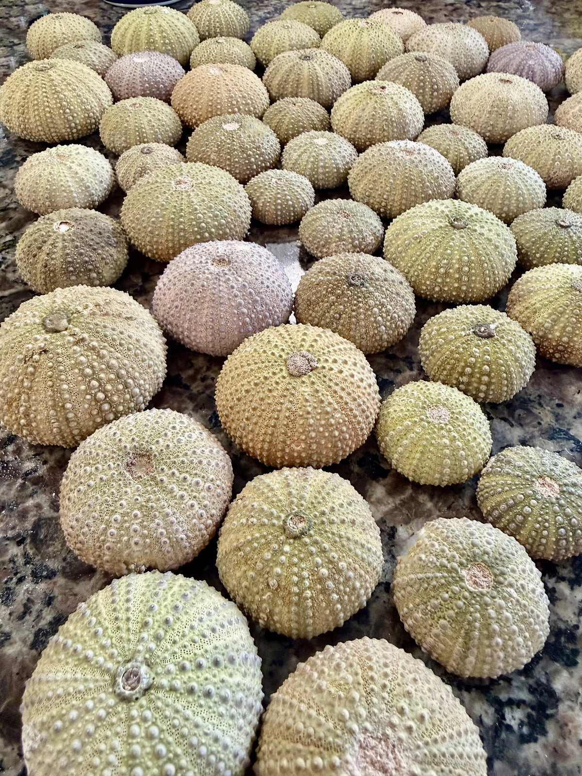 Urchin from Morocco (plaster-filled)