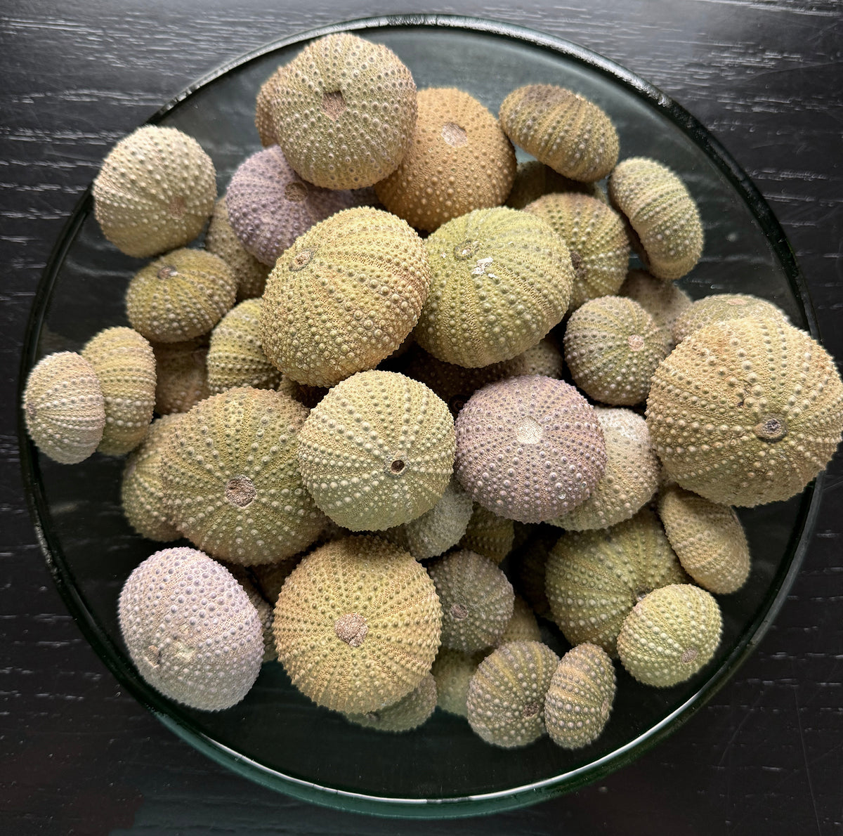 Urchin from Morocco (plaster-filled)