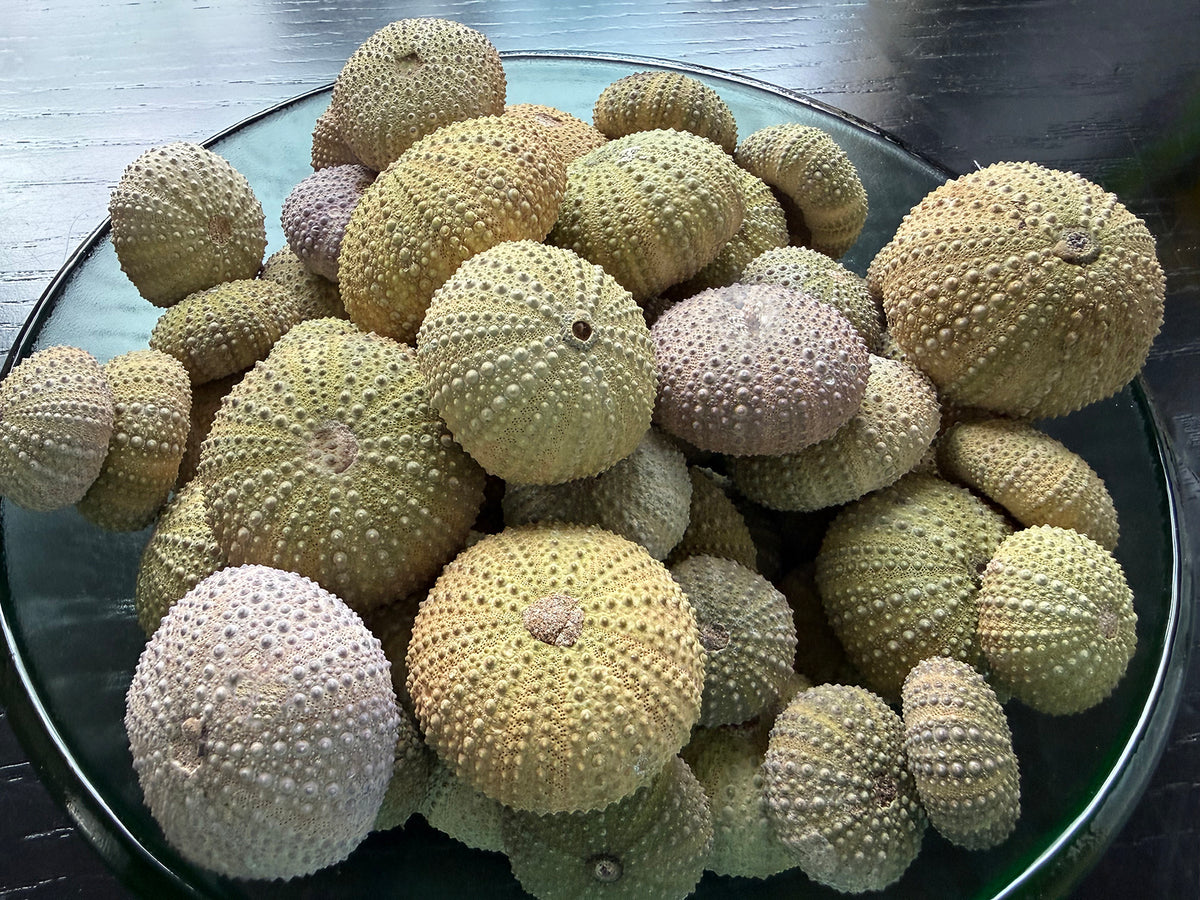Urchin from Morocco (plaster-filled)