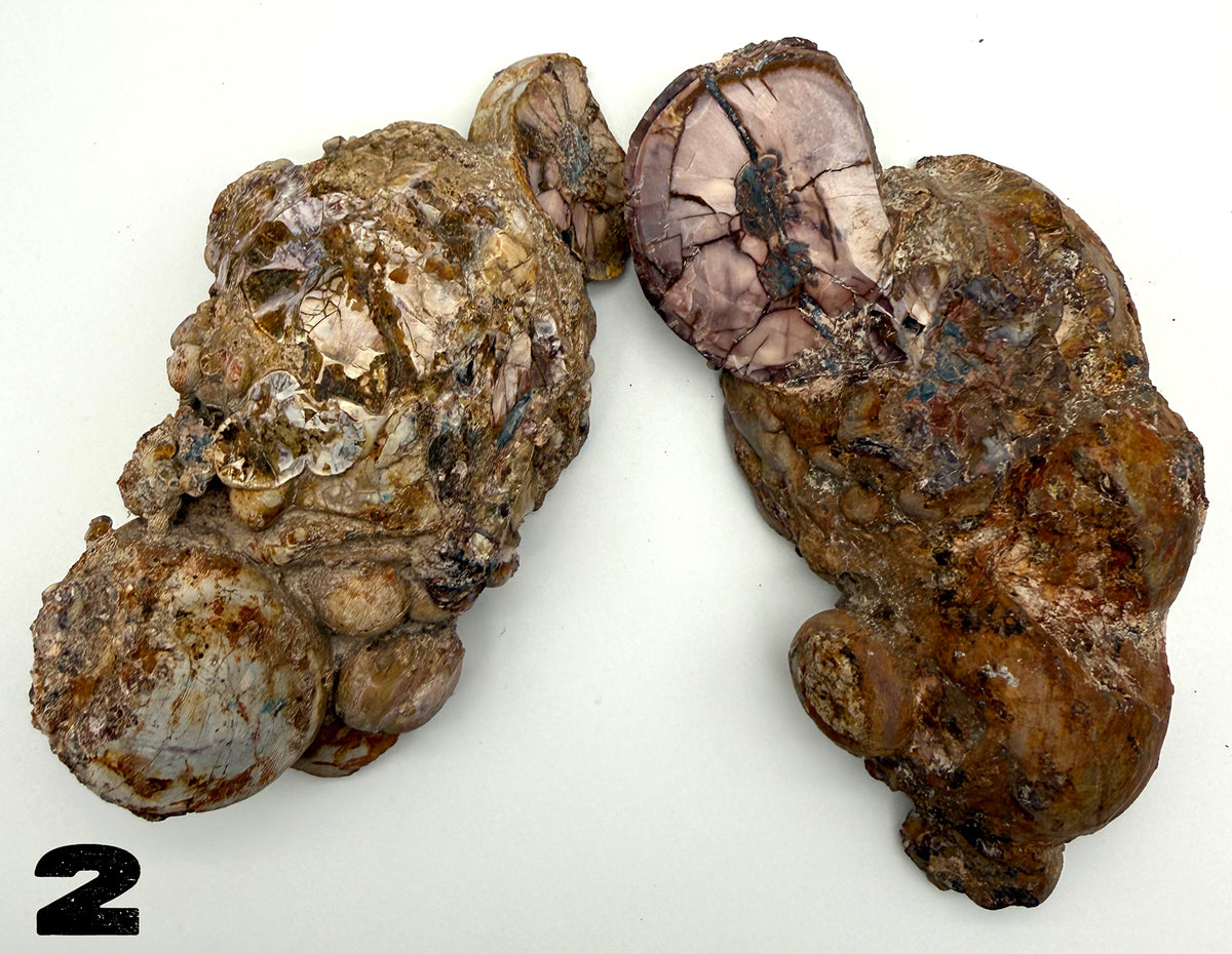 Thunder Eggs (Lithophysa) Split and Polished Pairs ALL Fluoresce
