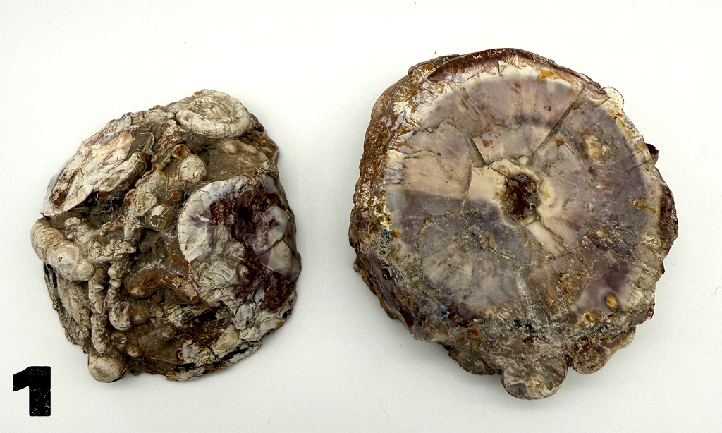 Thunder Eggs (Lithophysa) Split and Polished Pairs ALL Fluoresce