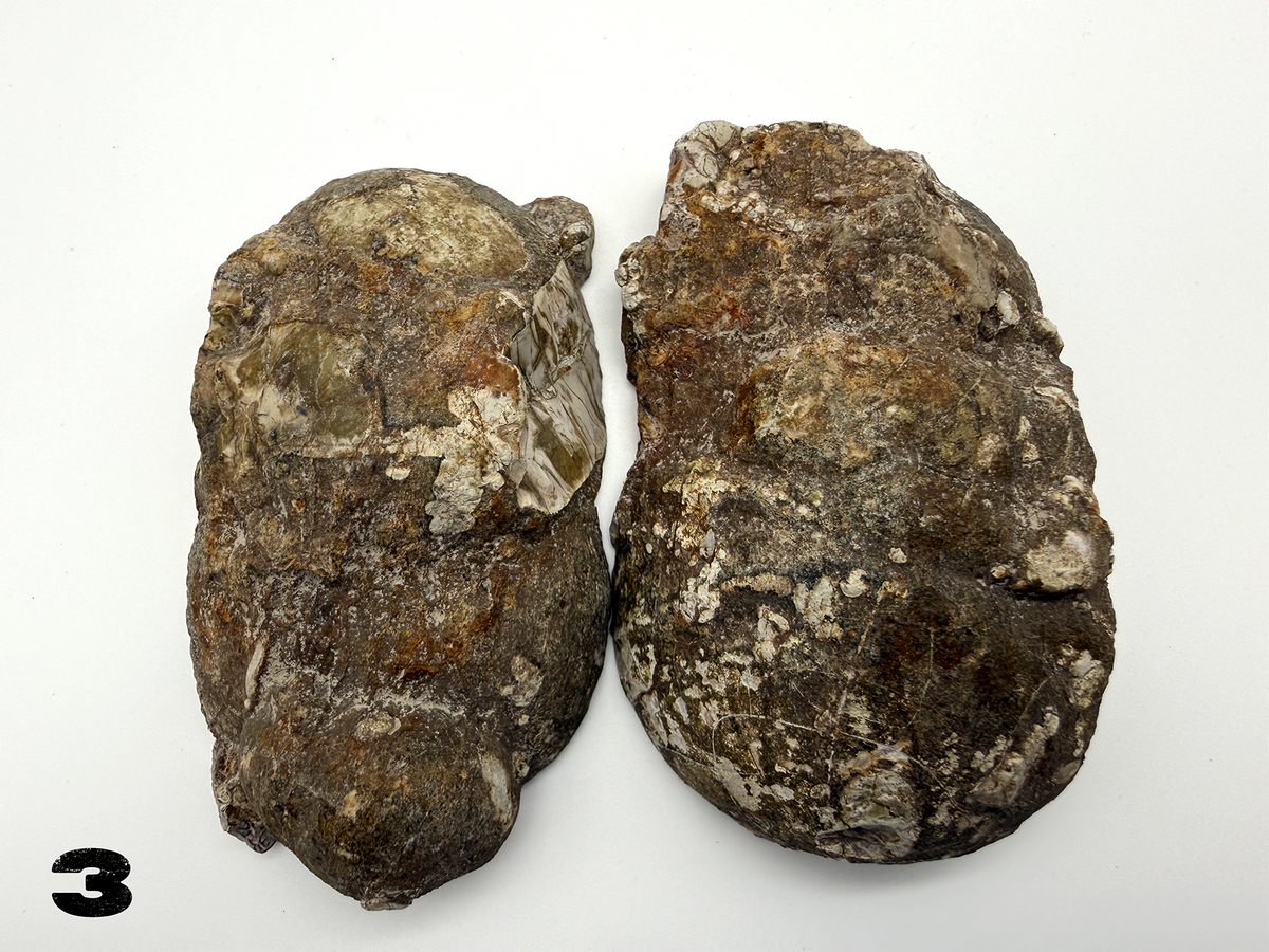 Thunder Eggs (Lithophysa) Split and Polished Pairs ALL Fluoresce