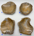 Fossilized Rugose Coral, Polished Offering bowls from Morocco