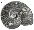 Fossilized Limestone with Orthoceras/ammonite, Polished Offering bowls from Morocco