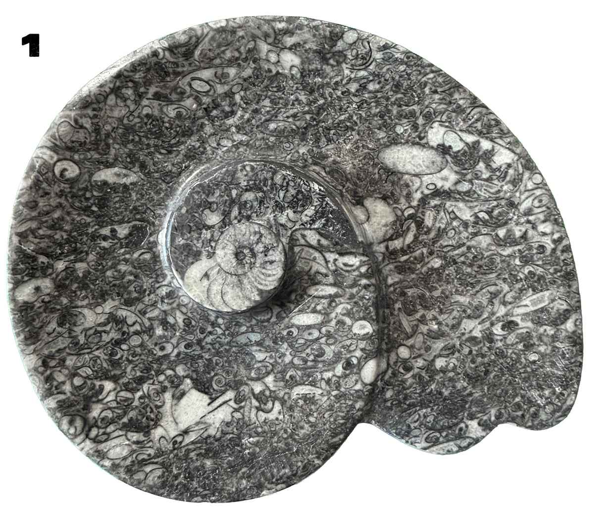 Fossilized Limestone with Orthoceras/ammonite, Polished Offering bowls from Morocco