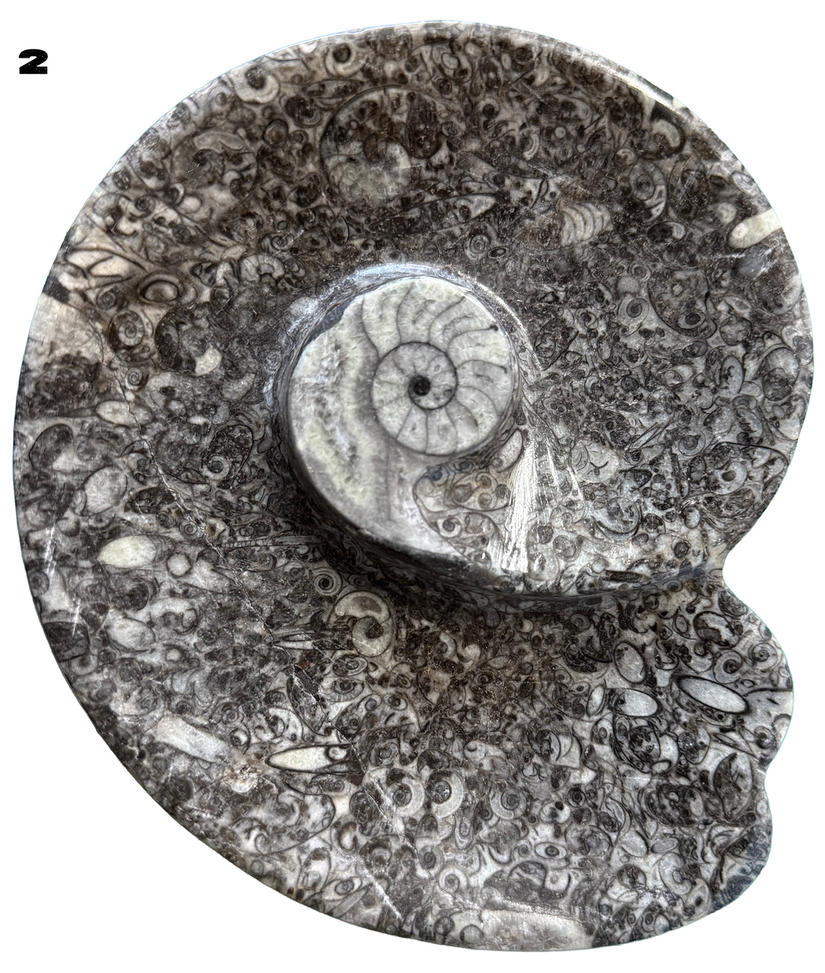 Fossilized Limestone with Orthoceras/ammonite, Polished Offering bowls from Morocco