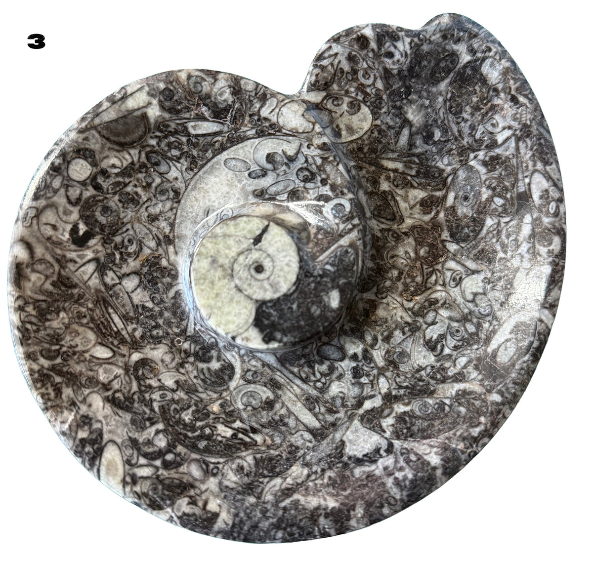 Fossilized Limestone with Orthoceras/ammonite, Polished Offering bowls from Morocco