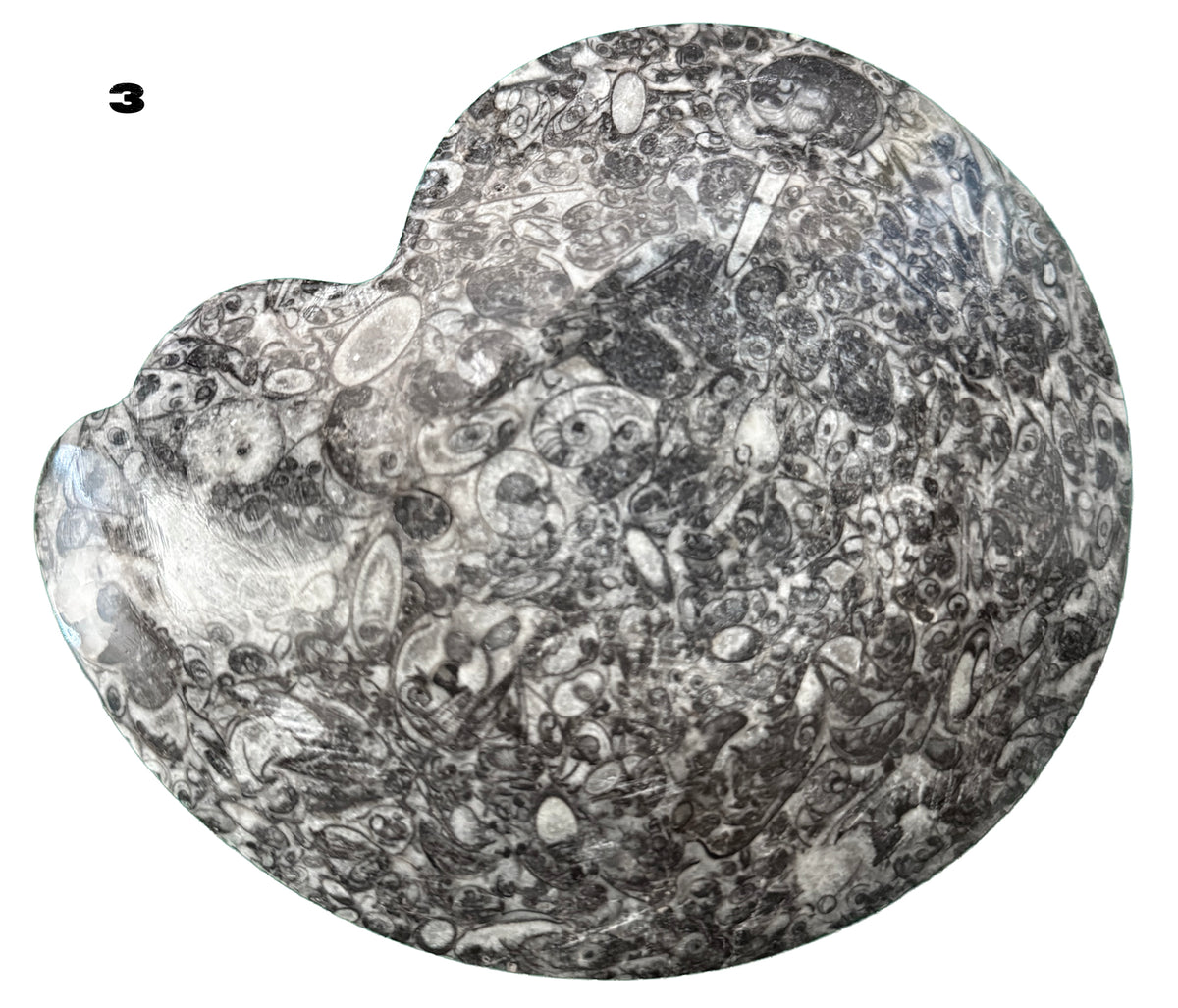 Fossilized Limestone with Orthoceras/ammonite, Polished Offering bowls from Morocco