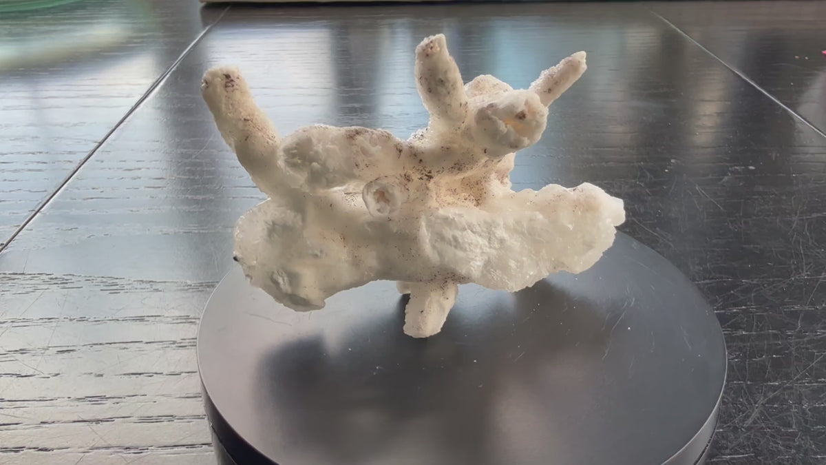 Flos Ferri Aragonite (calcite) from Santa Eulalia District (Chihuahua, Mexico)